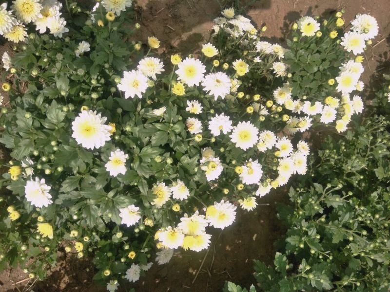 菊花茶
