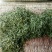 百年大树茶特级