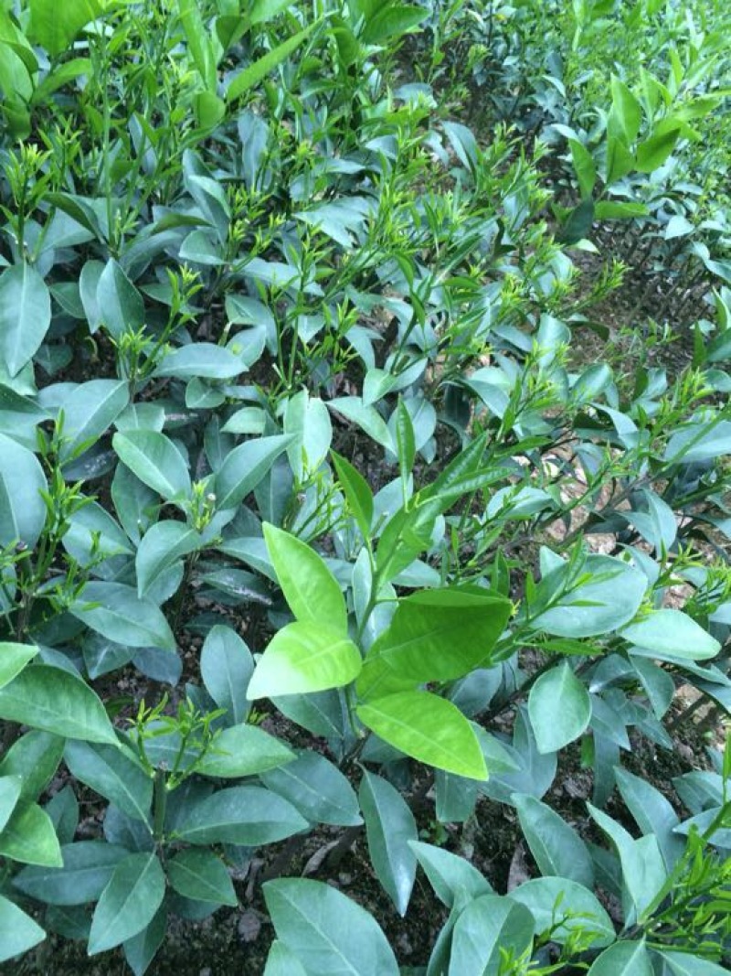 红江橙苗