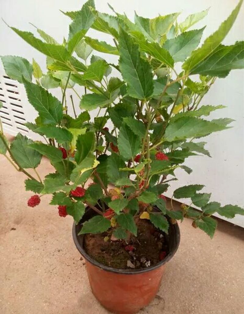 桑树苗桑苗养蚕桑葚树苗南北方盆栽地栽果桑树苗四季种植