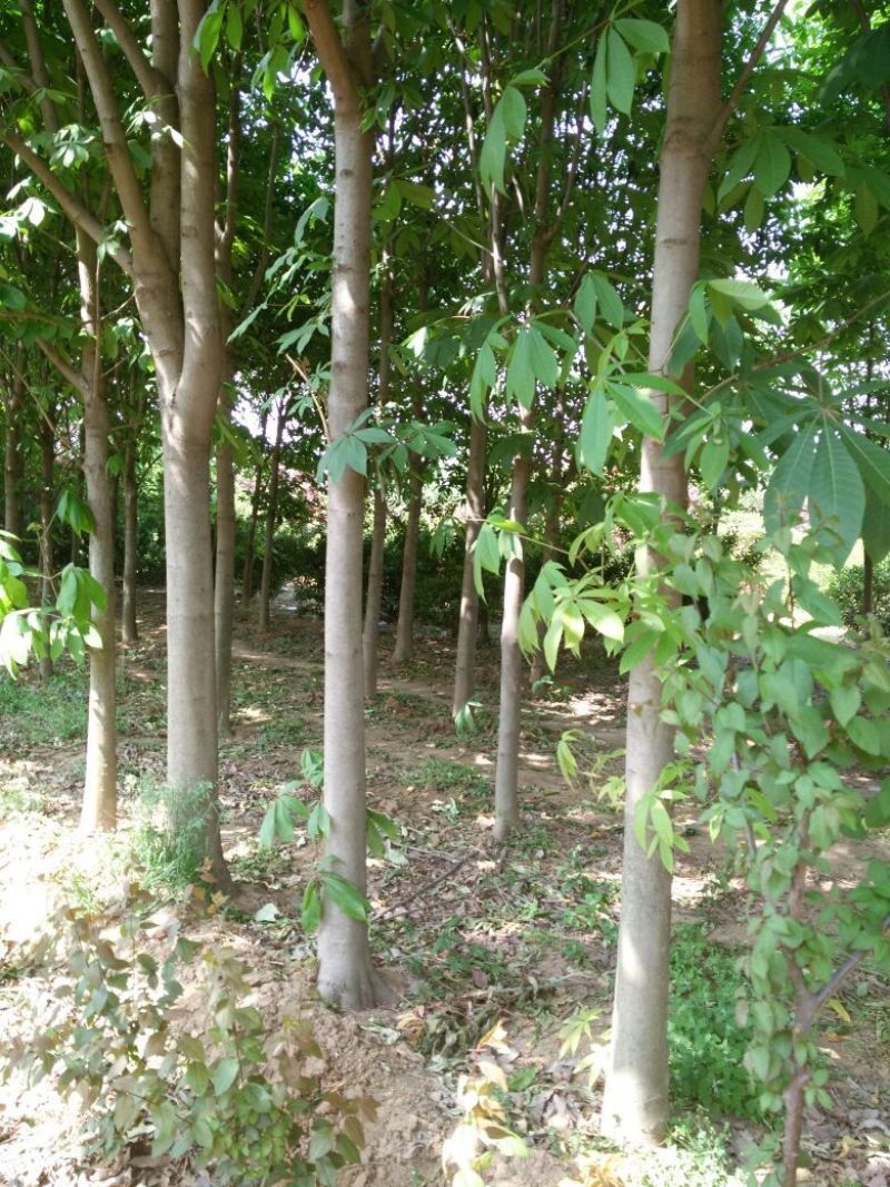 七叶树350cm以上150~250cm适合园林绿化