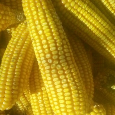 鲜玉米20~30%