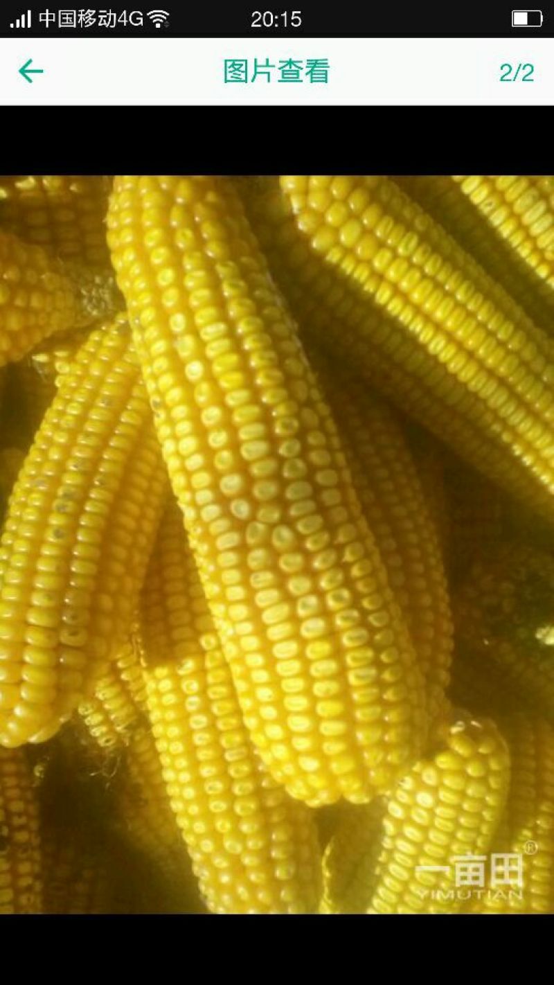 鲜玉米20~30%