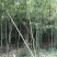 竹子4~5m