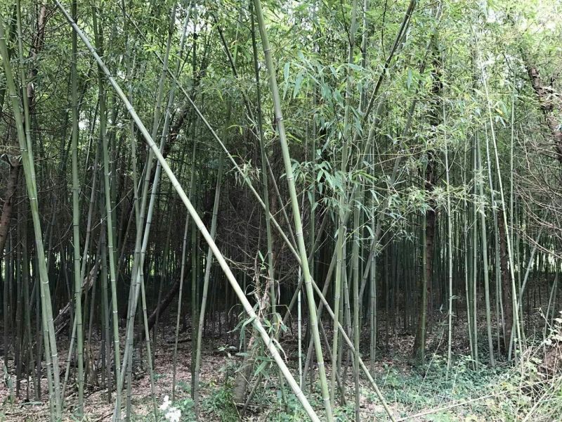 竹子4~5m