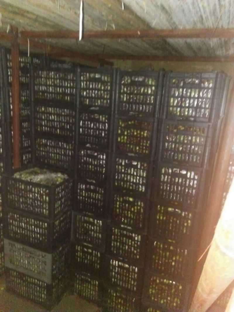 酥梨150~200g筐装