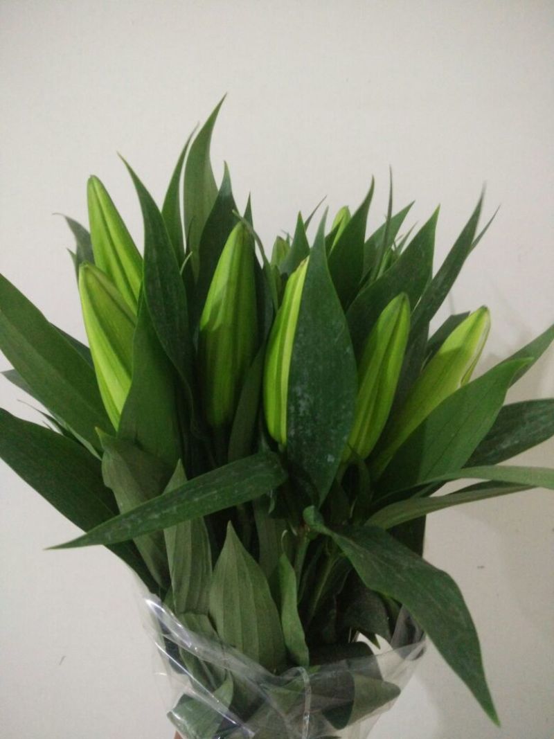 荷兰百合4以上