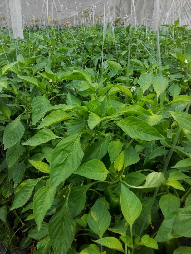 山东济南市商河县太空椒 8cm以上批发_李纪春