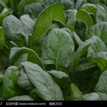 越冬菠菜15~20厘米
