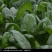 越冬菠菜15~20厘米