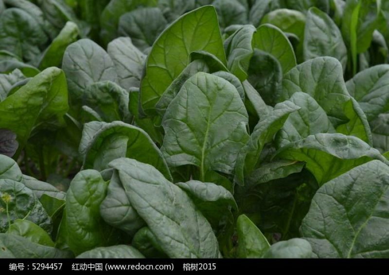 越冬菠菜15~20厘米