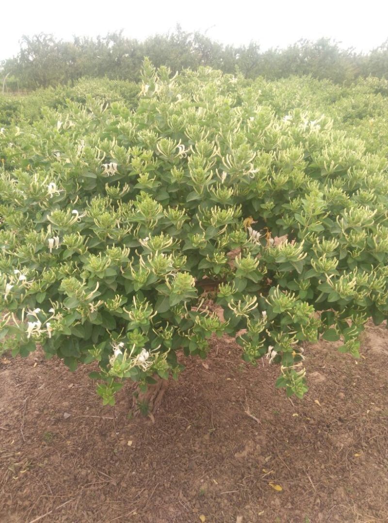金银花树苗