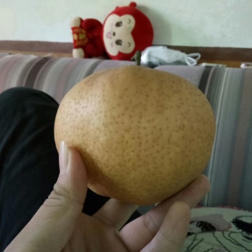 爱宕梨450~500g纸袋