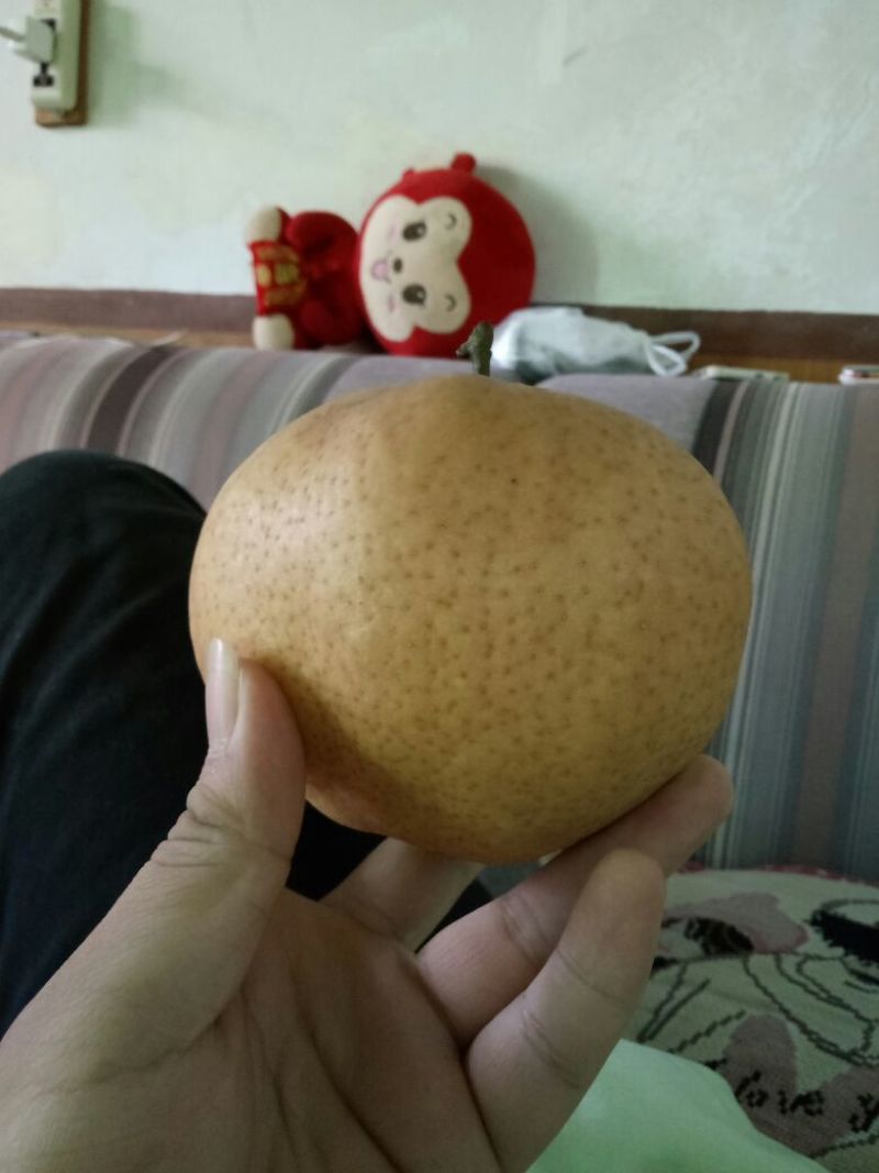 爱宕梨450~500g纸袋