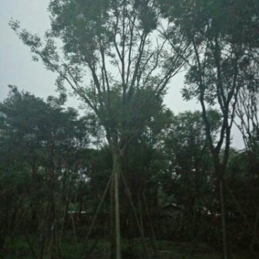 槐树3米以上18~20cm18~20cm