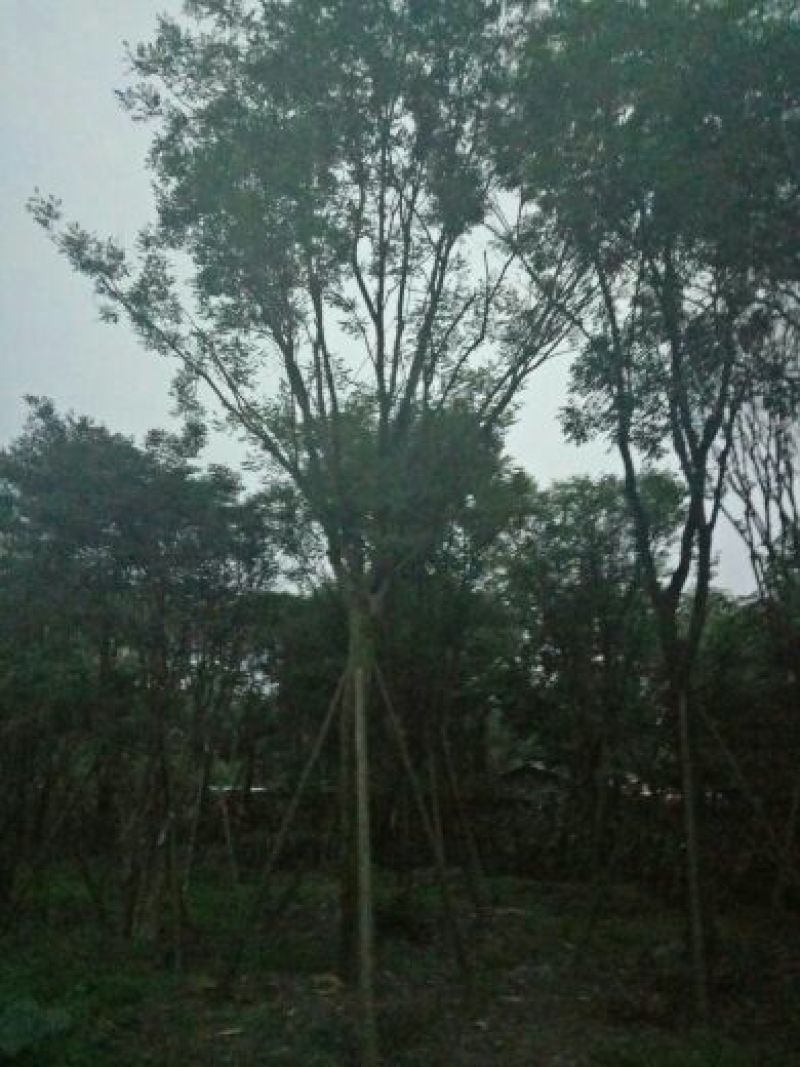 槐树3米以上18~20cm18~20cm