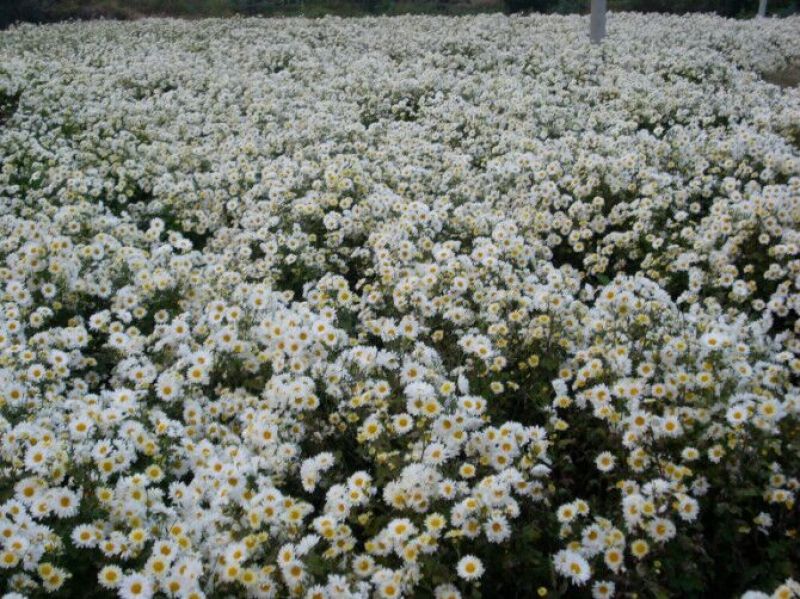 白菊花茶