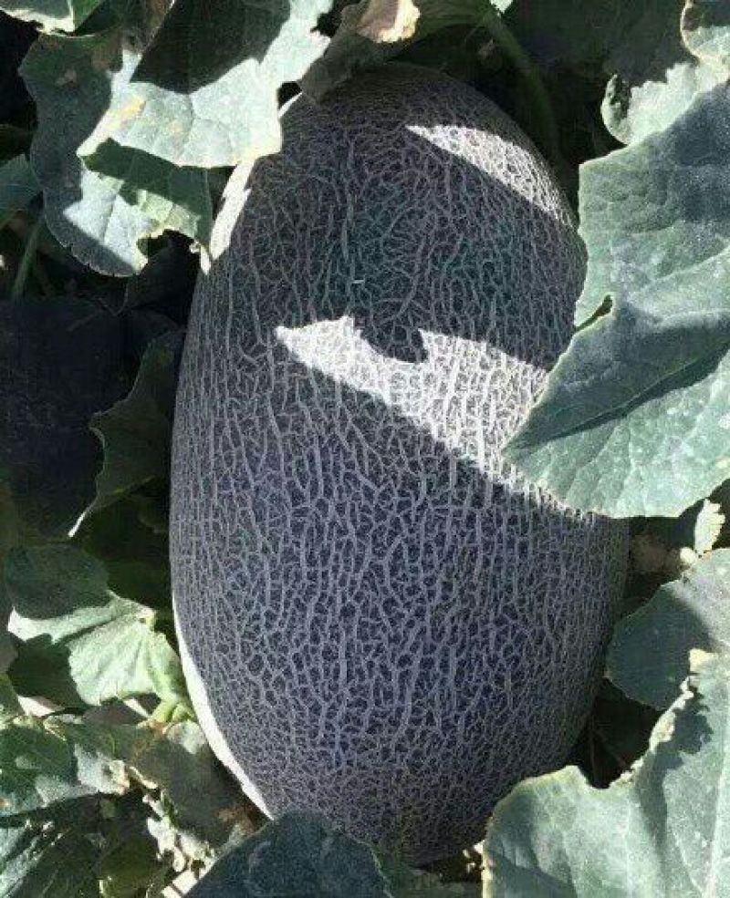 伽师瓜7斤以上椭圆形