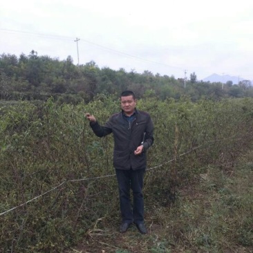 冬枣树苗110cm以上沾化冬枣冬枣好吃基地直