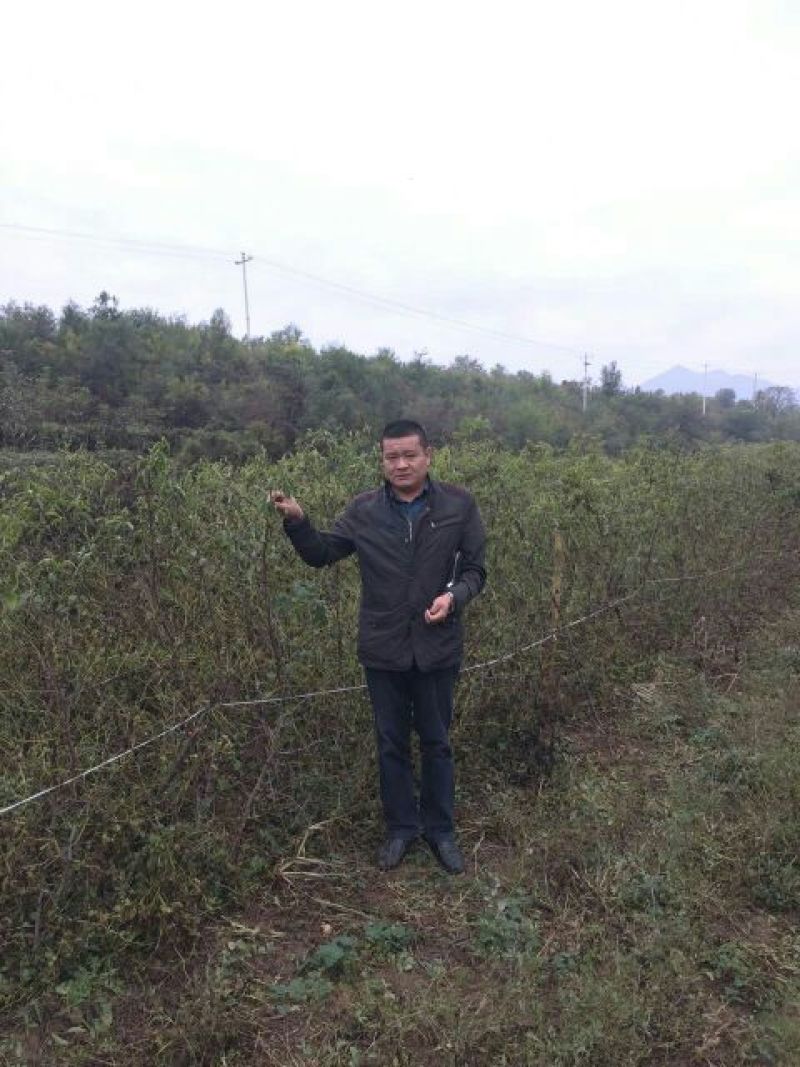 冬枣树苗110cm以上沾化冬枣冬枣好吃基地直