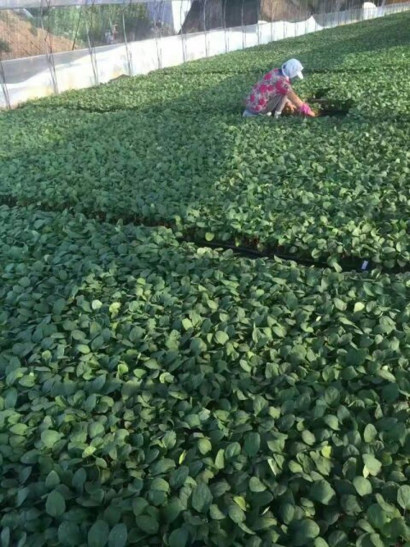 播种机8行