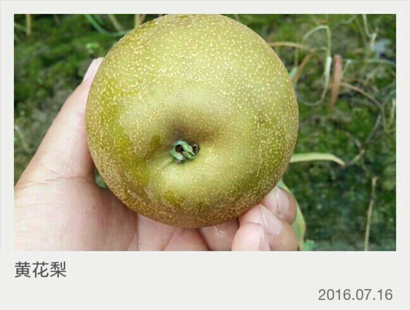 黄花梨光果湖北沙梨基地