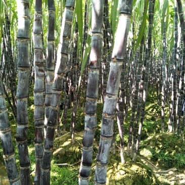 广西博白黑皮甘蔗2~2.5米4~5cm产地直供量大从优