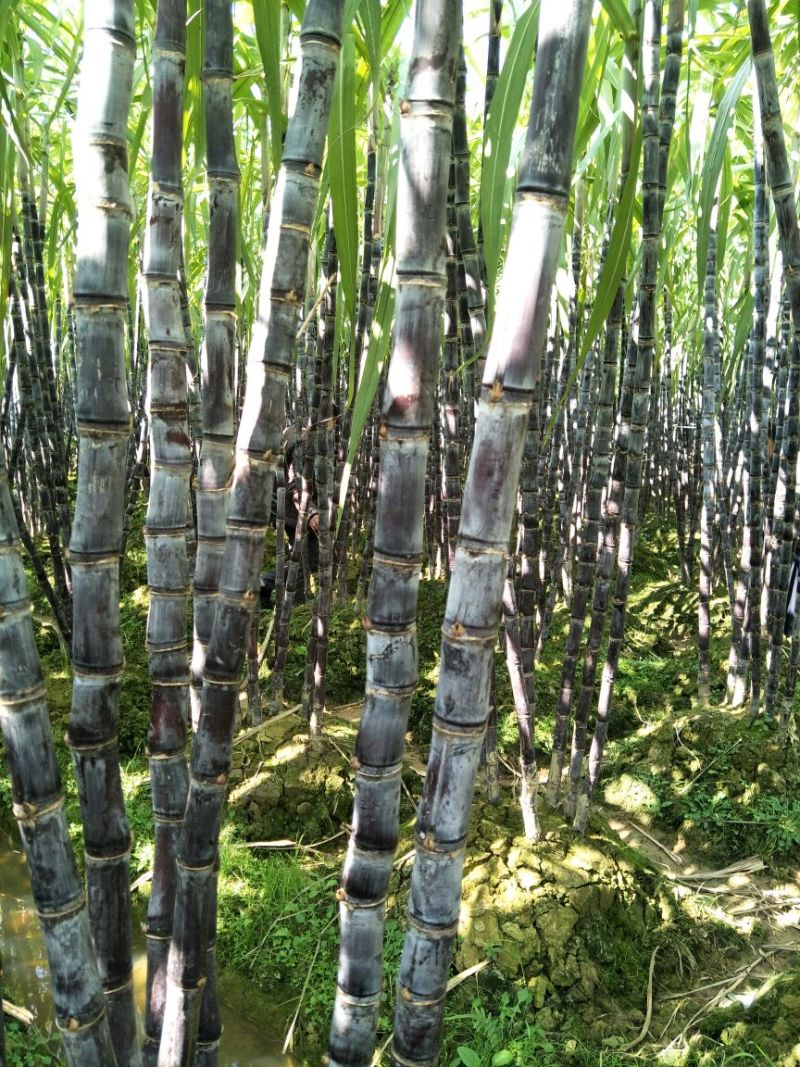 广西博白黑皮甘蔗2~2.5米4~5cm产地直供量大从优