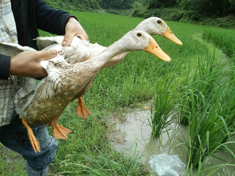 土鸡12月以上