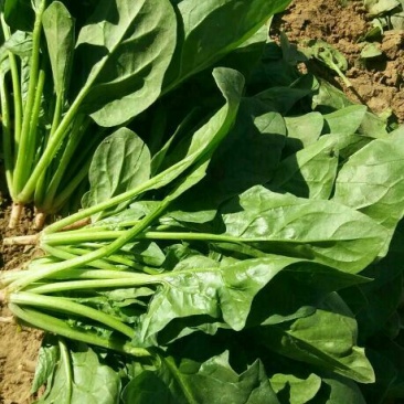 大叶菠菜25~30厘米