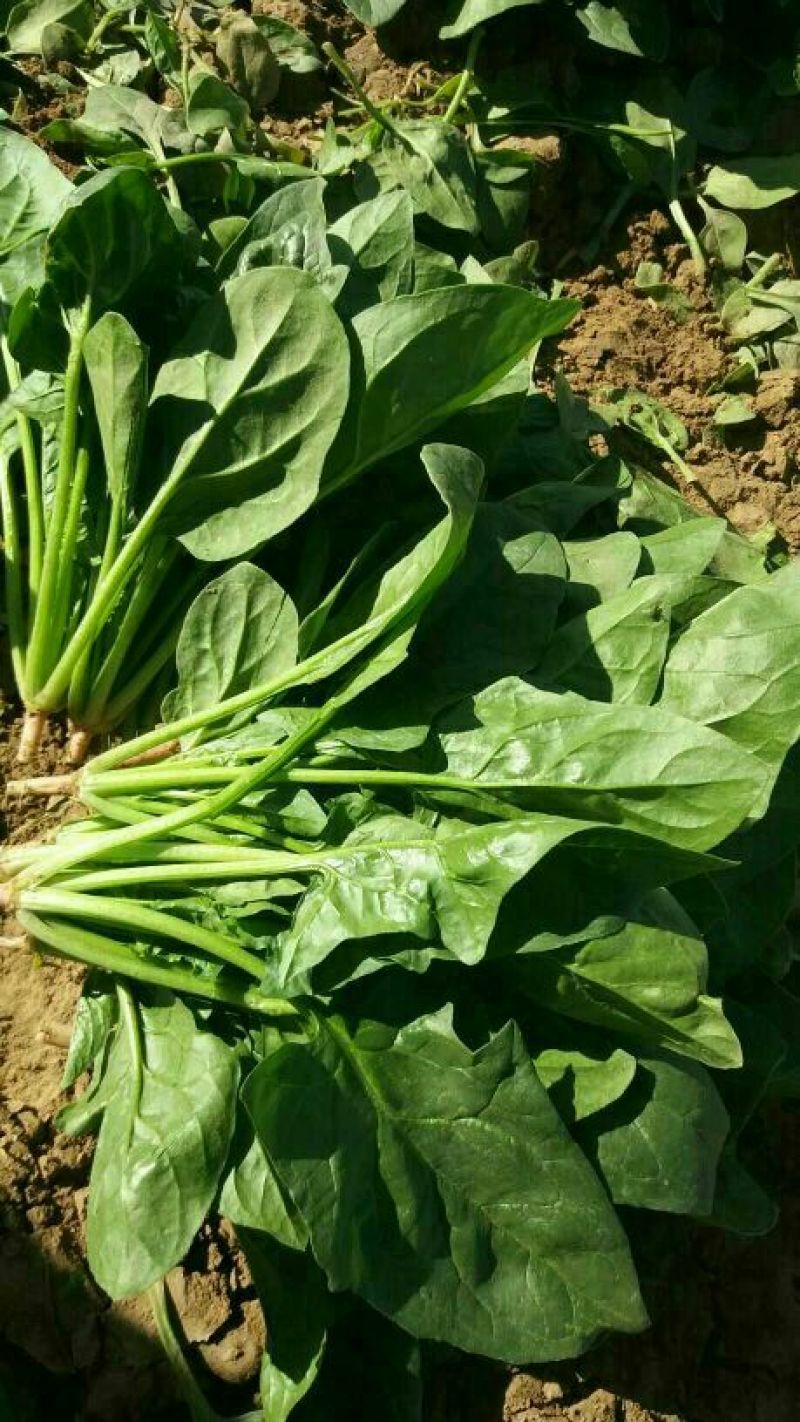 大叶菠菜25~30厘米
