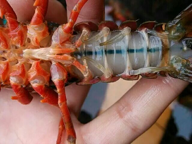 小龙虾江苏徐州沛县_批发_供应-一亩田农业网