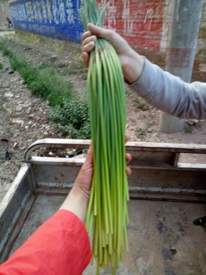 聊城紫冒蒜薹五一大量上货中