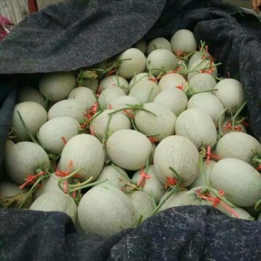 网纹瓜3斤以上椭圆形