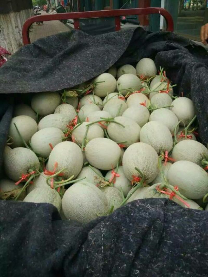 网纹瓜3斤以上椭圆形