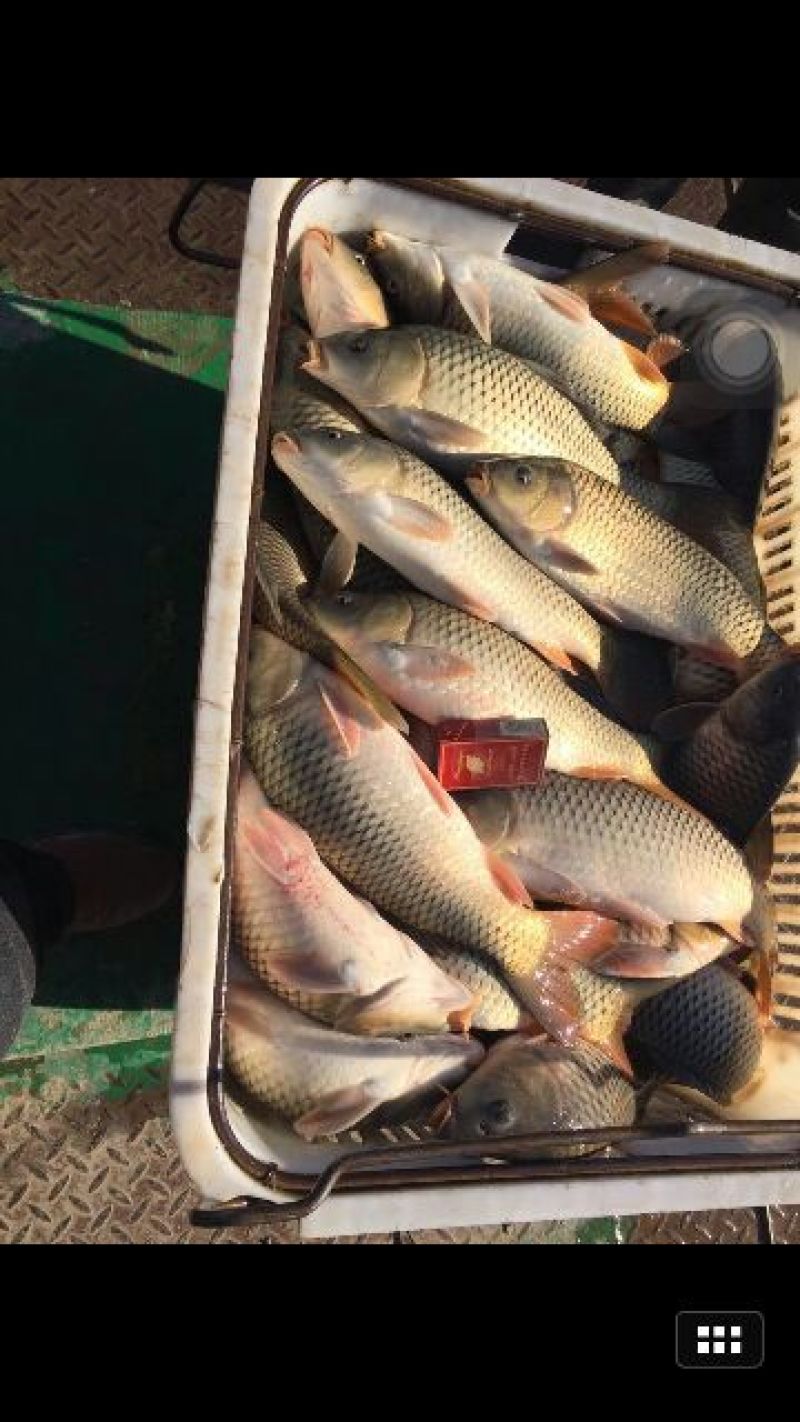 鲤鱼食用1~2公斤