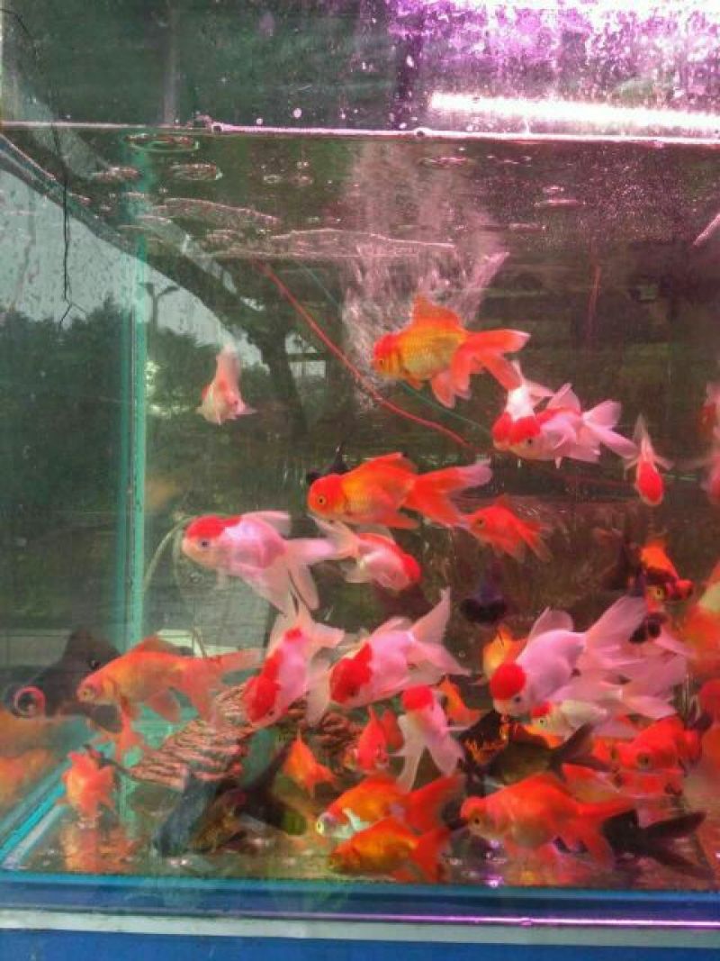 锦鲤饲料0.5~1公斤