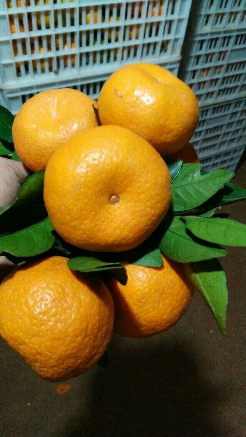 新余金黄蜜橘，甜蜜多汁，甜度高，货源充足，现摘现发。
