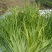 苦菊15~20cm