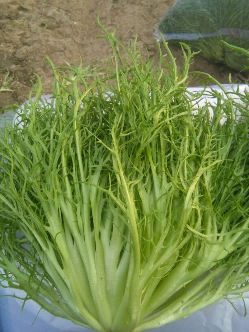 苦菊15~20cm
