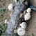 808香菇3cm以上