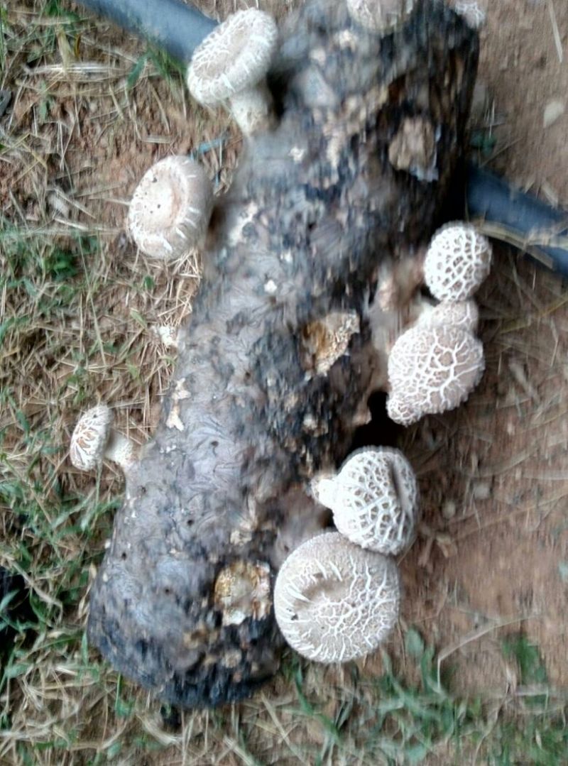 808香菇3cm以上
