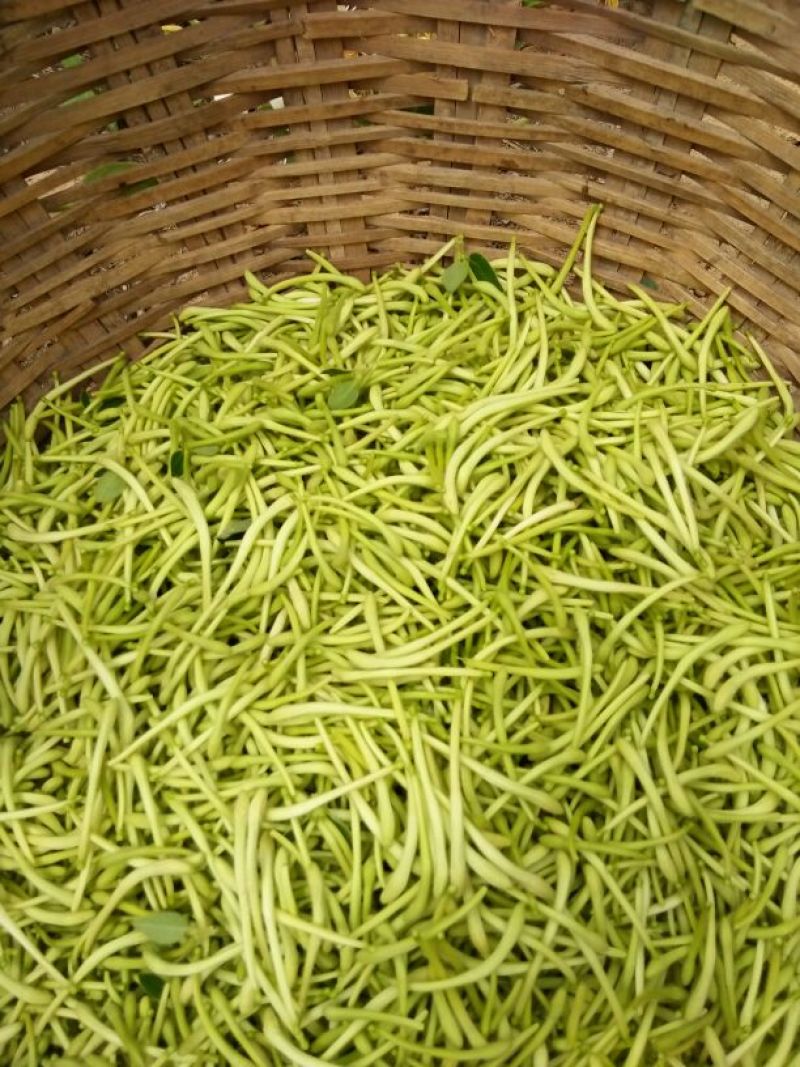 金银花优质金银花质量好