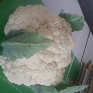 雪宝菜花