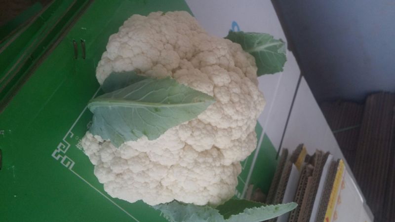 雪宝菜花
