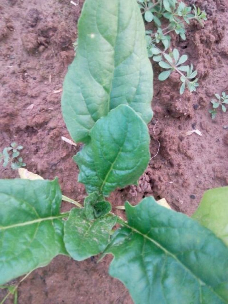 越冬菠菜10~15厘米