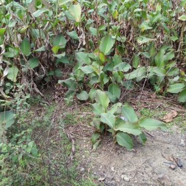 蕉芋粉散装