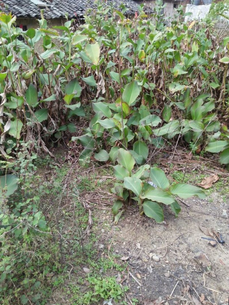蕉芋粉散装