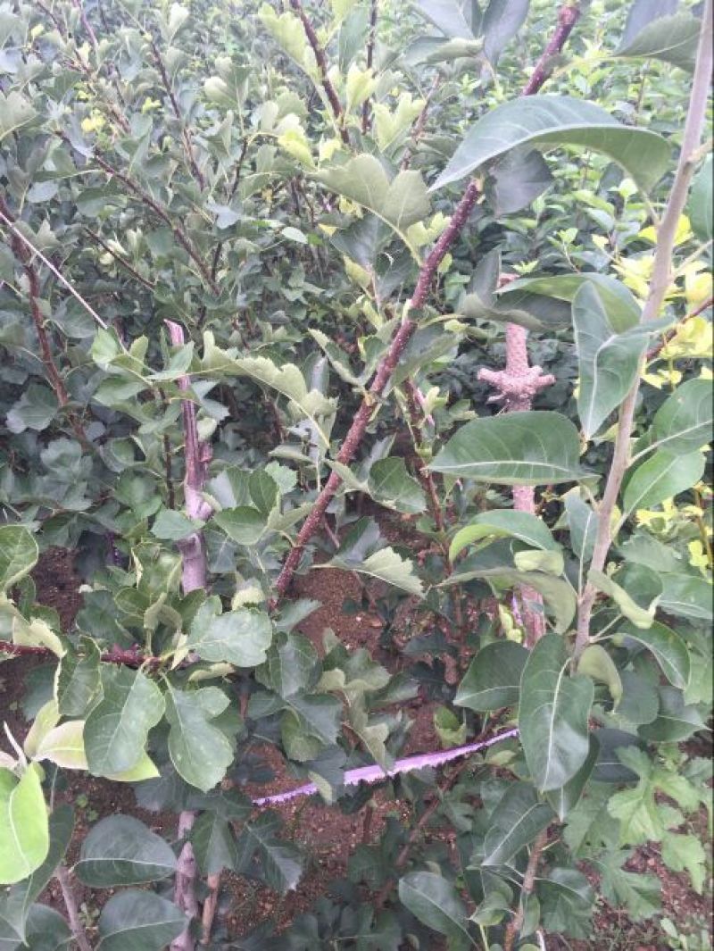 矮化苹果苗80cm以上
