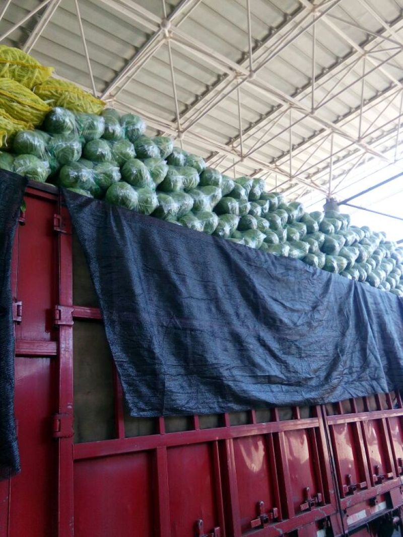 新甘蓝大量上市1~2公斤甘蓝包心菜新鲜蔬菜大头菜卷心菜